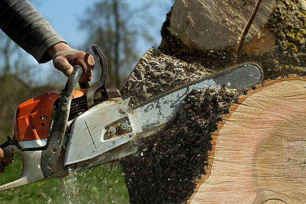 How Our Tree Care Process Works  in  Broken Bow, OK